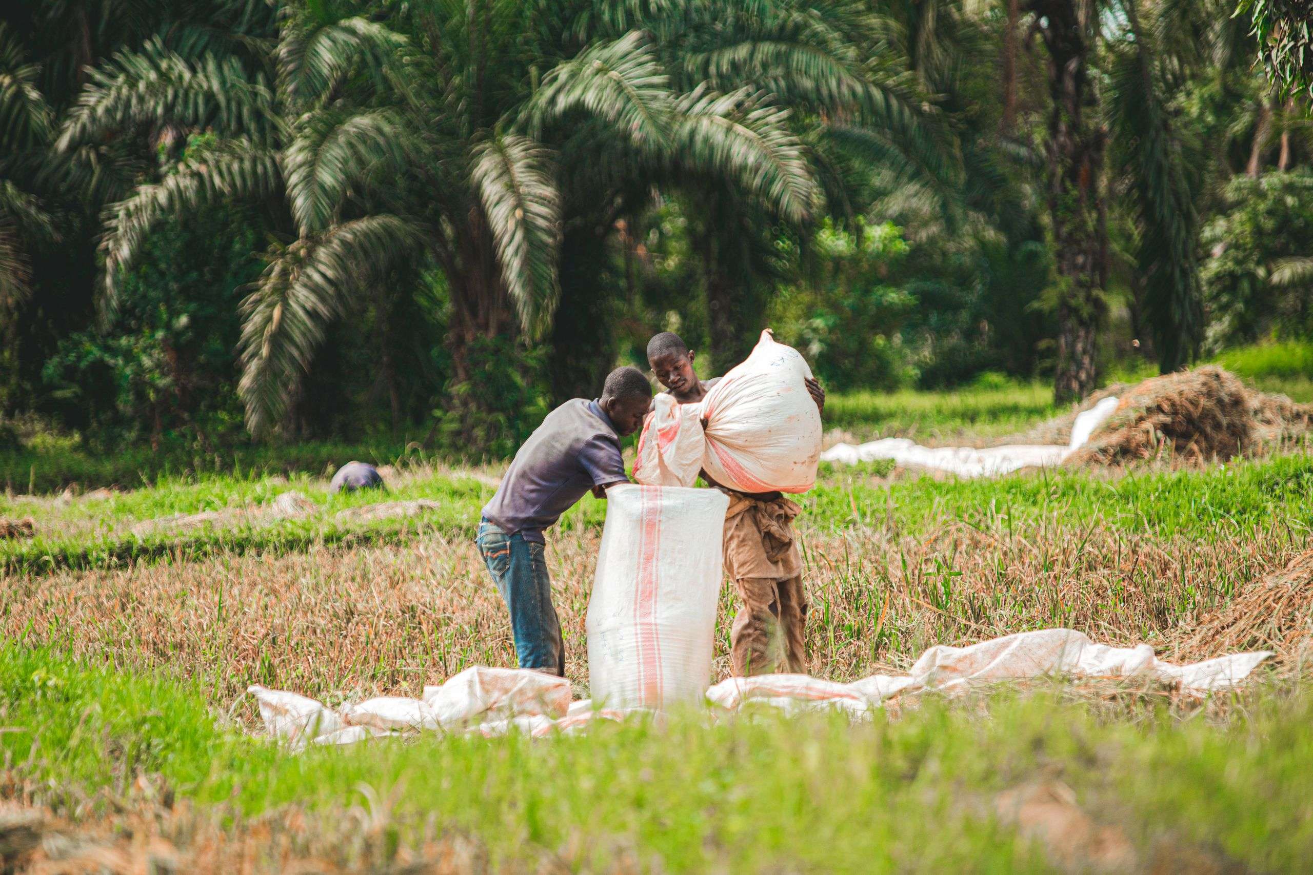 Two farm workers filling sacks with harvested crops in a field