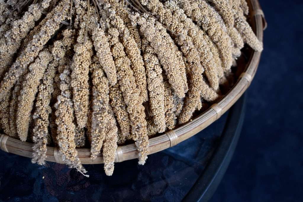 Sorghum and millet heads arranged in a woven winnowing basket