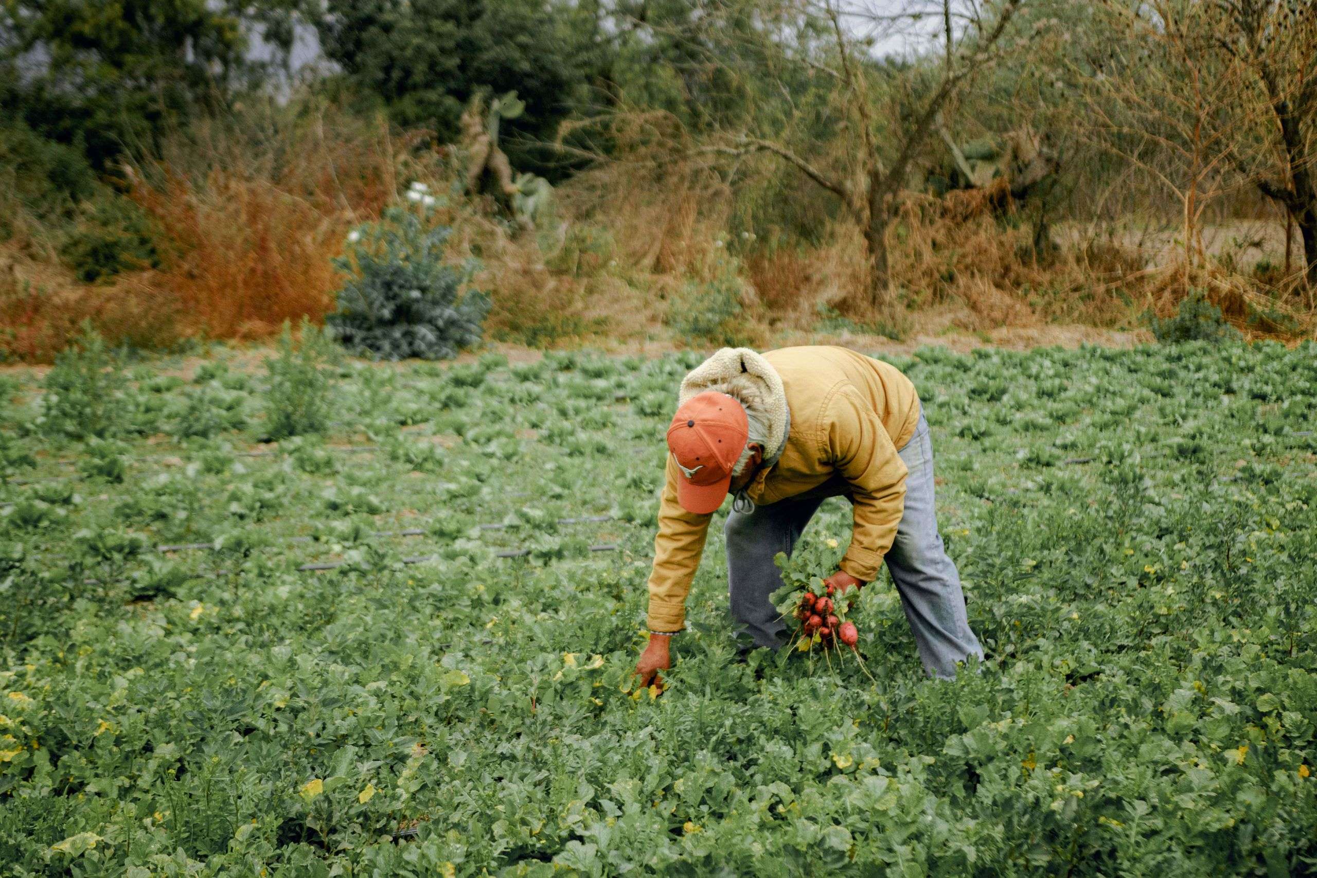 Farmer harvesting root crops in a green field