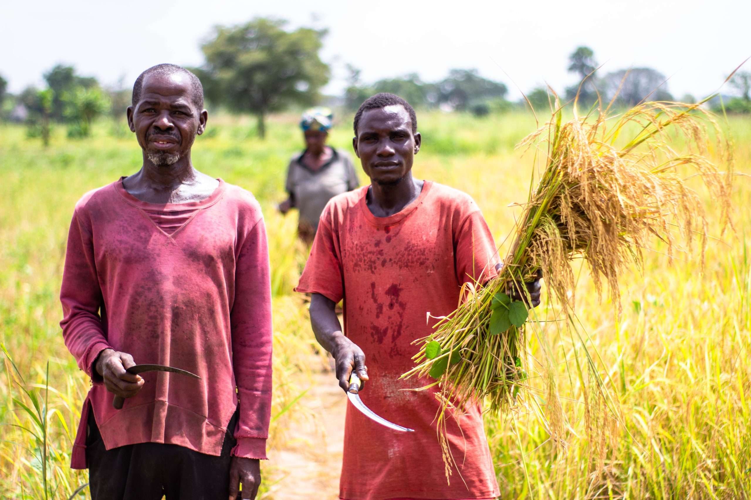 Farmers carrying harvested rice