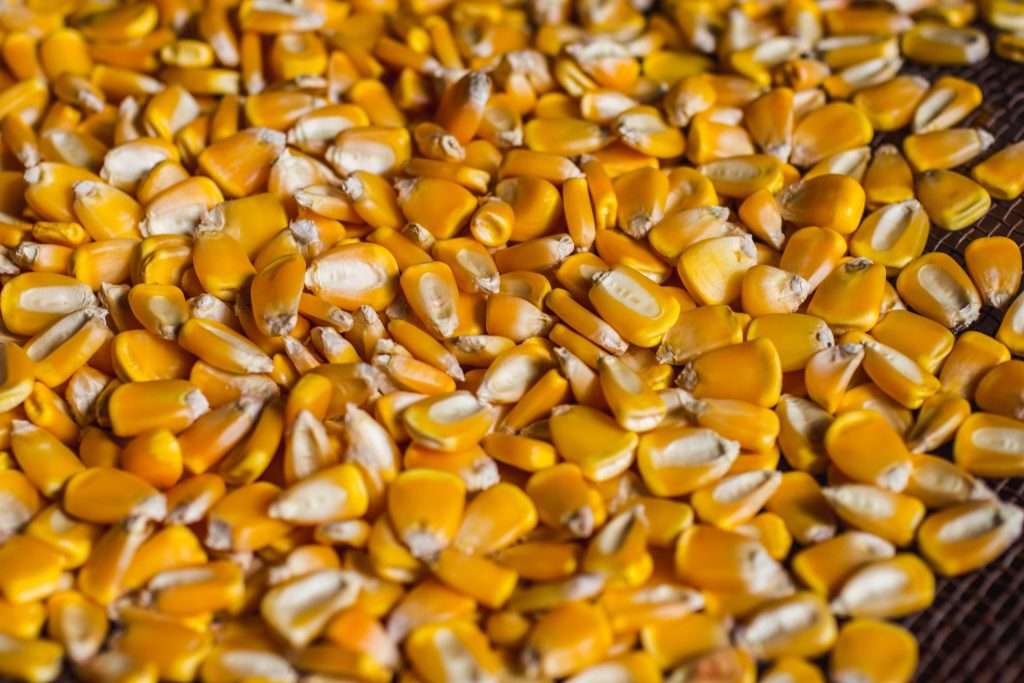Maize kernels