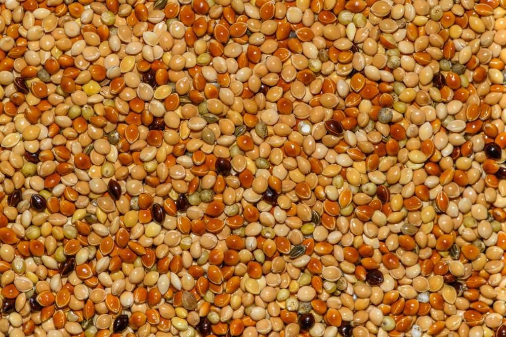 Close-up of golden millet grain