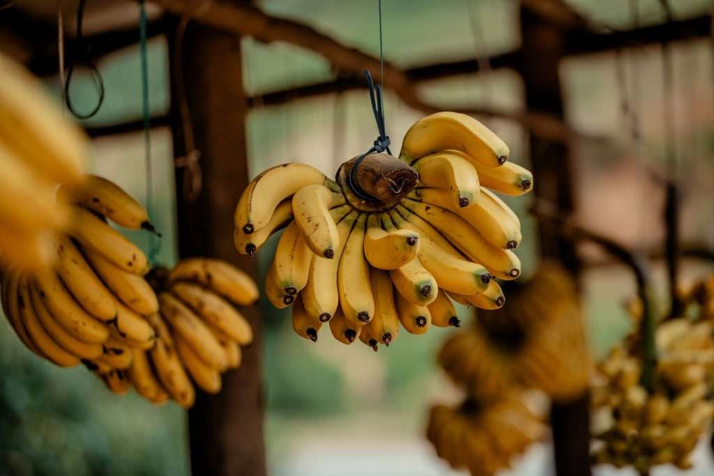 Bunches of bananas