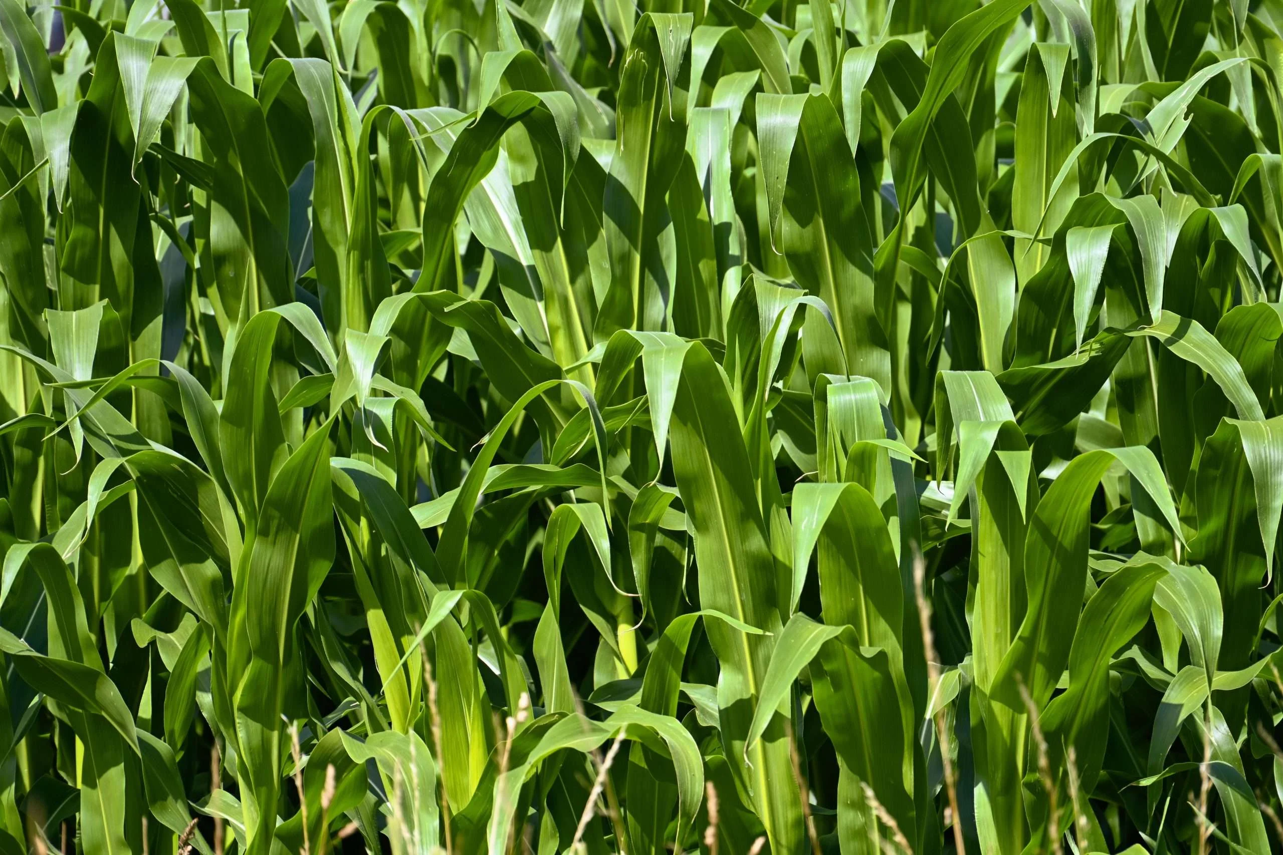 Rows of green maize growing in a sunlit field