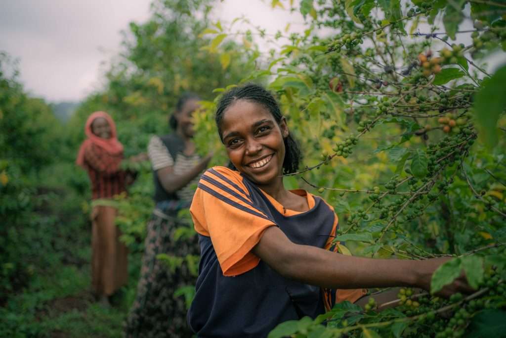 Smiling woman harvesting coffee
