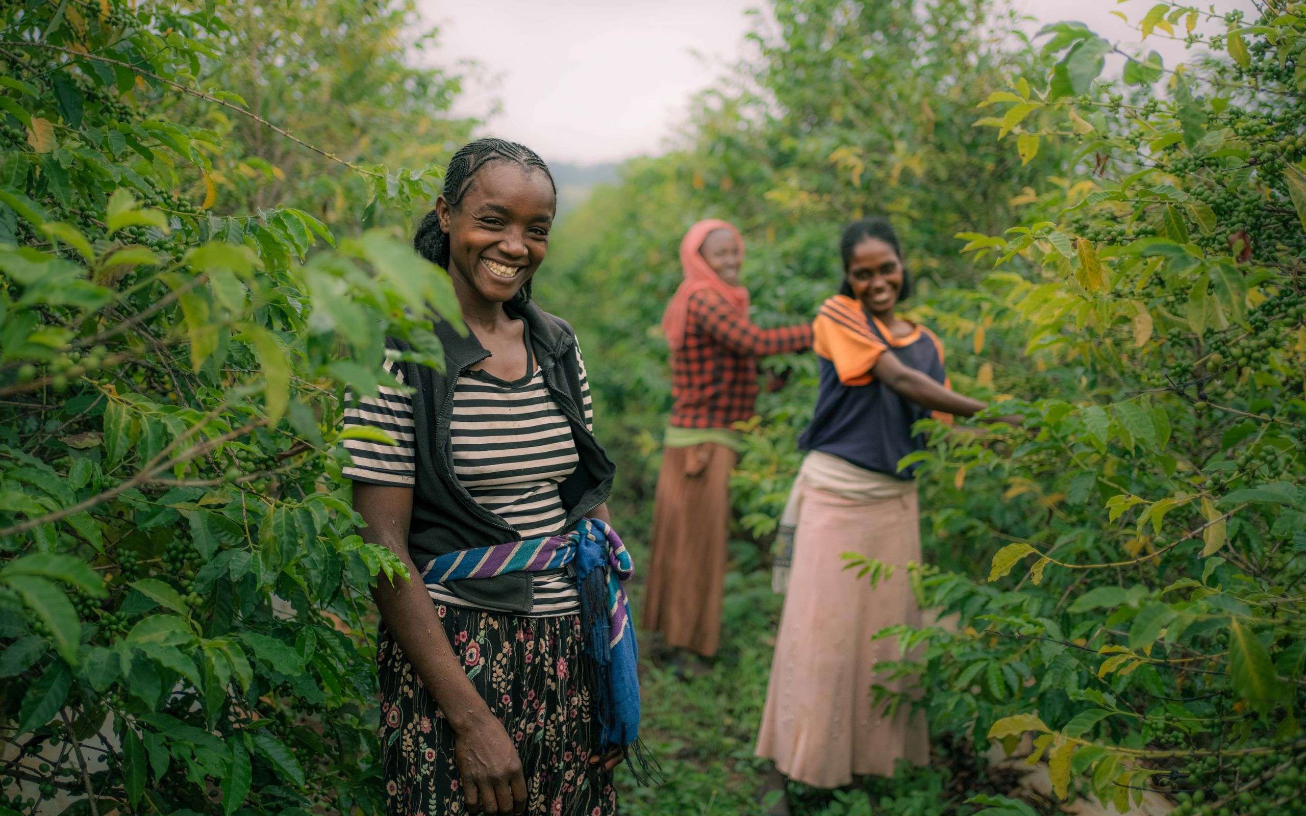 Smiling women picking coffee beans in a plantation