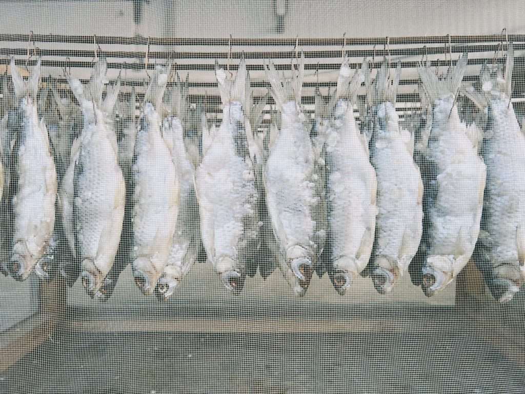 Salted fish