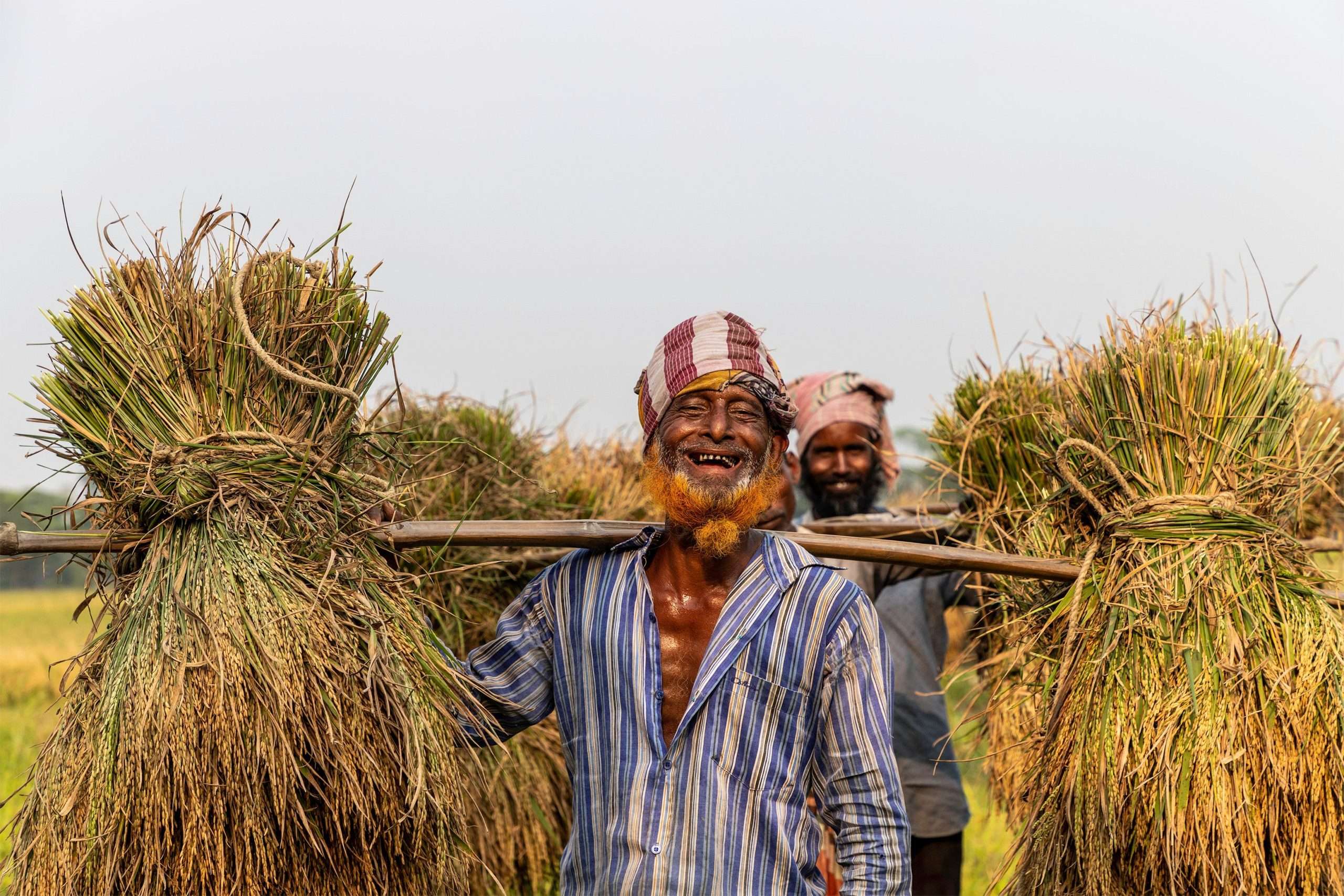Farmer carrying rice bundles