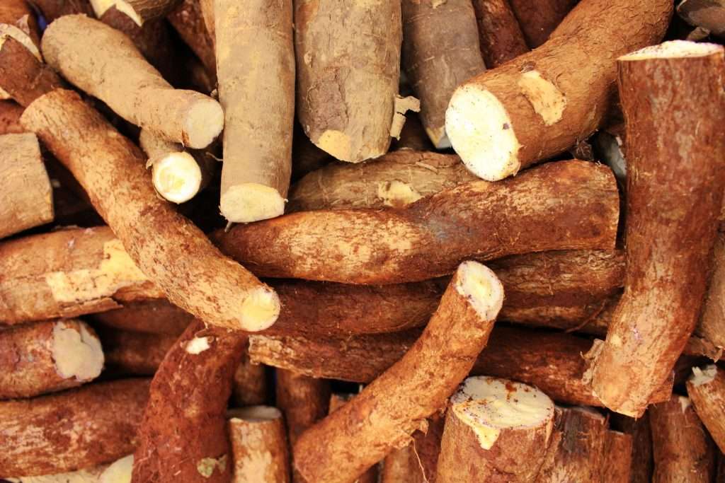 Fresh cassava roots