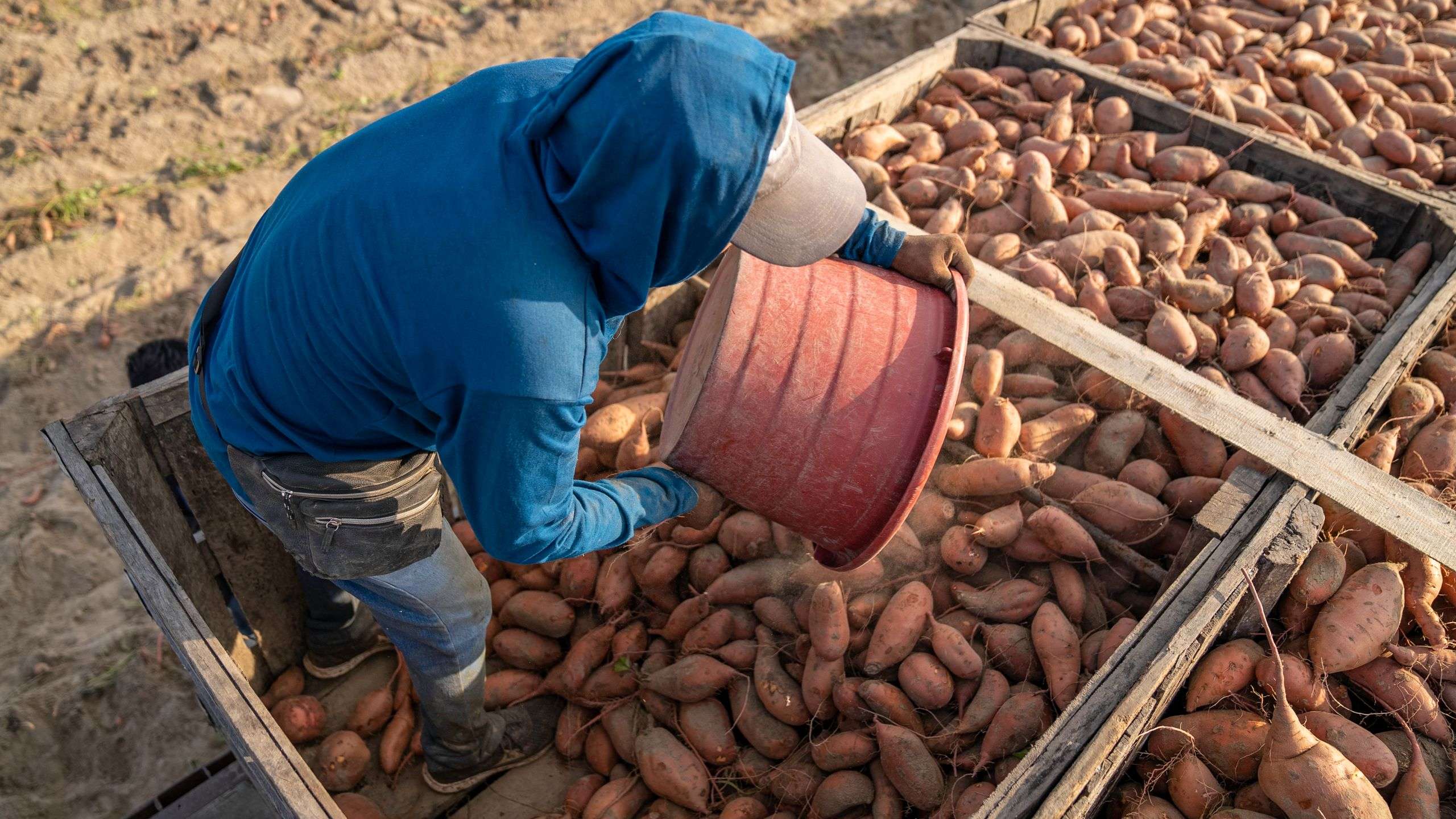 Farmer pouring sweet potatoes from a bucket into a packing crate